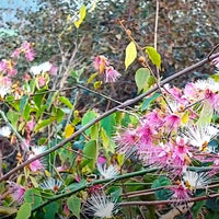 Capparis Zeylanica 10 Seeds, Edible Indian Ceylon Caper Climbing Shrub