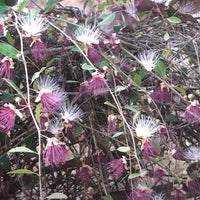 Capparis Zeylanica 10 Seeds, Edible Indian Ceylon Caper Climbing Shrub