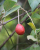 Capparis Zeylanica 10 Seeds, Edible Indian Ceylon Caper Climbing Shrub