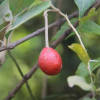 Capparis Zeylanica 10 Seeds, Edible Indian Ceylon Caper Climbing Shrub