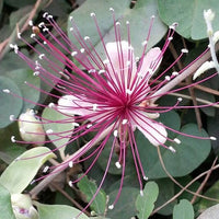 Capparis Zeylanica 10 Seeds, Edible Indian Ceylon Caper Climbing Shrub