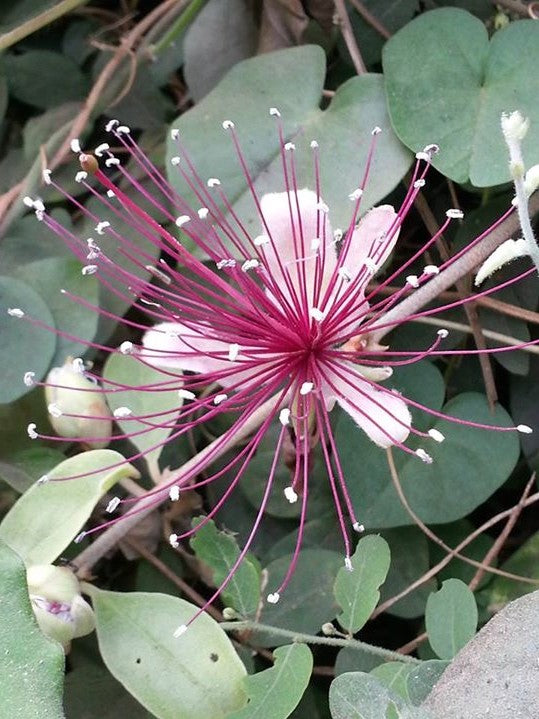 Capparis Zeylanica 10 Seeds, Edible Indian Ceylon Caper Climbing Shrub