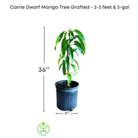 Mangifera indica 'Carrie' Dwarf Mango Tree, Grafted Live Plant