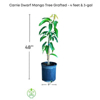 Mangifera indica 'Carrie' Dwarf Mango Tree, Grafted Live Plant