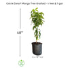Mangifera indica 'Carrie' Dwarf Mango Tree, Grafted Live Plant