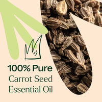 Carrot Seed Essential Oil By Plant Therapy