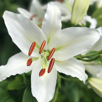 Lilium 3 Bulbs - Oriental Lily Casa Blanca By Easy To Grow Bulbs