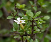 Catunaregam spinosa 10 Seeds, Fragrant Flowering Herb Shrub Tree
