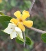 Catunaregam spinosa 10 Seeds, Fragrant Flowering Herb Shrub Tree
