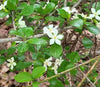 Catunaregam spinosa 10 Seeds, Fragrant Flowering Herb Shrub Tree