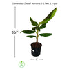Cavendish Dwarf Banana, Live Plant