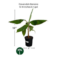 Cavendish Dwarf Banana, Live Plant