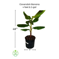Cavendish Dwarf Banana, Live Plant