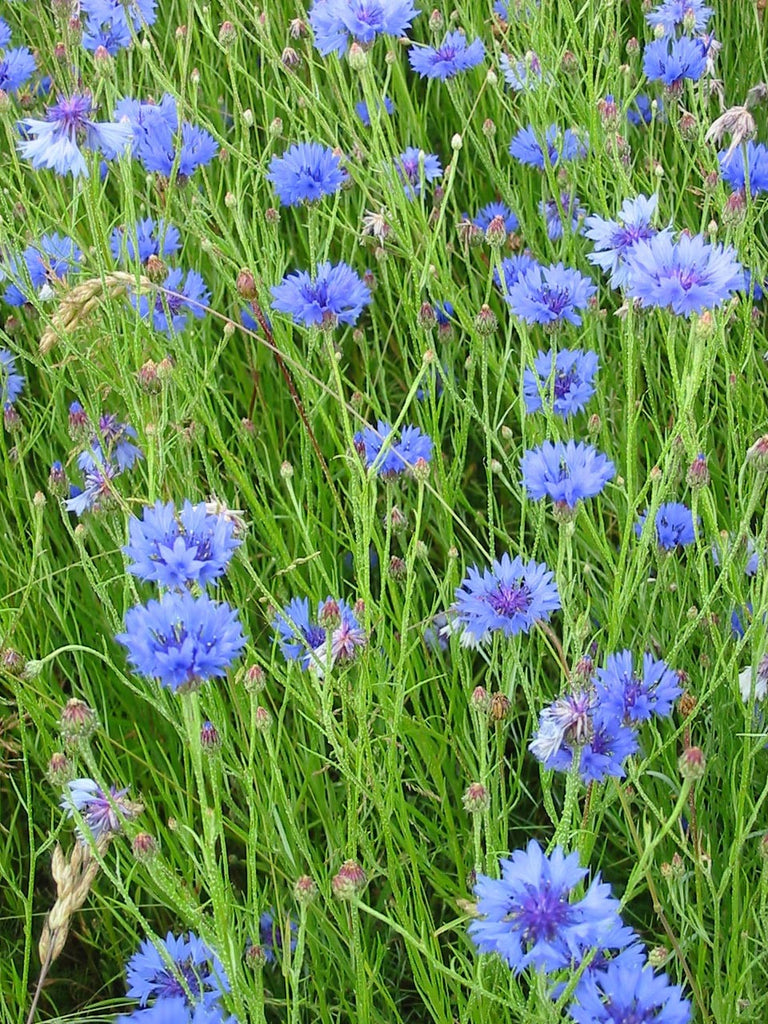 Cyanus Centaurea Cyanus 250 +/- Seeds, Blue Cornflower Annual Wildflowers Bac ...