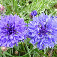 Centaurea Cyanus 250 +/- Seeds, Blue Cornflower Annual Wildflowers Bachelor's Buttons