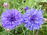 Centaurea Cyanus 250 +/- Seeds, Blue Cornflower Annual Wildflowers Bachelor's Buttons
