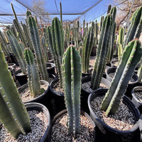 Peruvian Apple Cactus Plant