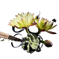 Cereus Forbesii 'Spiralis', Twist Cactus Plant