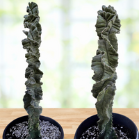 Cereus Forbesii 'Spiralis', Twist Cactus Plant
