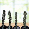 Cereus Forbesii 'Spiralis', Twist Cactus Plant
