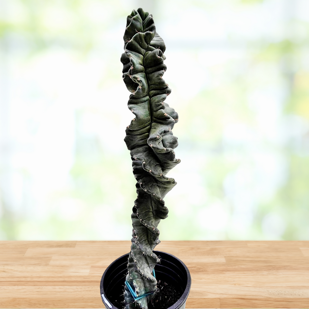 Cereus Forbesii 'Spiralis', Twist Cactus Plant