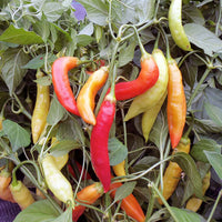 Challeano Fiery Heat Pepper Seeds, Garden Vegetables