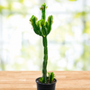 Euphorbia Royaleana, Indoor/Outdoors Succulent Plant