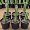 Stenocereus Marginatus, Mexican Fence Post Cactus Plant
