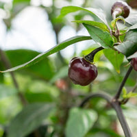 Cheiro Roxa Pepper Seeds, Brazilian Purple To Pink Garden Vegetables