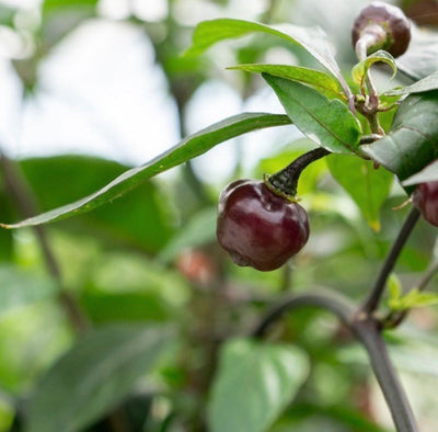 Cheiro Roxa Pepper Seeds, Brazilian Purple To Pink Garden Vegetables