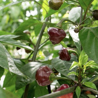 Cheiro Roxa Pepper Seeds, Brazilian Purple To Pink Garden Vegetables