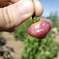 Cheiro Roxa Pepper Seeds, Brazilian Purple To Pink Garden Vegetables