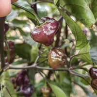 Cheiro Roxa Pepper Seeds, Brazilian Purple To Pink Garden Vegetables