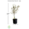 Olea Europea 'Chemlali' Olive Tree, Live Fruit Plant