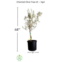 Olea Europea 'Chemlali' Olive Tree, Live Fruit Plant