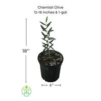 Olea Europea 'Chemlali' Olive Tree, Live Fruit Plant