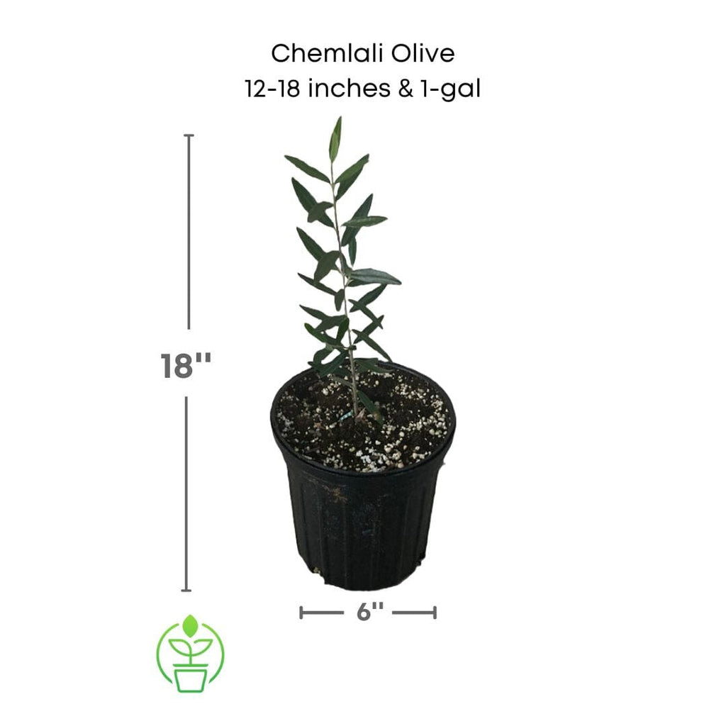 Olea Europea 'Chemlali' Olive Tree, Live Fruit Plant