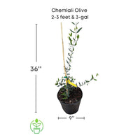 Olea Europea 'Chemlali' Olive Tree, Live Fruit Plant