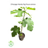 Ficus carica - Chicago Hardy Fig Tree, Live Fruit Plant