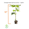 Ficus carica - Chicago Hardy Fig Tree, Live Fruit Plant