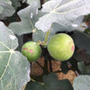 Ficus carica - Chicago Hardy Fig Tree, Live Fruit Plant