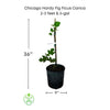Ficus carica - Chicago Hardy Fig Tree, Live Fruit Plant