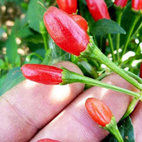 Chili Tepin Pepper Seeds, Garden Vegetables