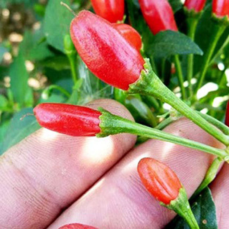 Chili Tepin Pepper Seeds, Garden Vegetables