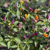 Chinese 5 Color Pepper Seeds, FUN Garden Vegetables