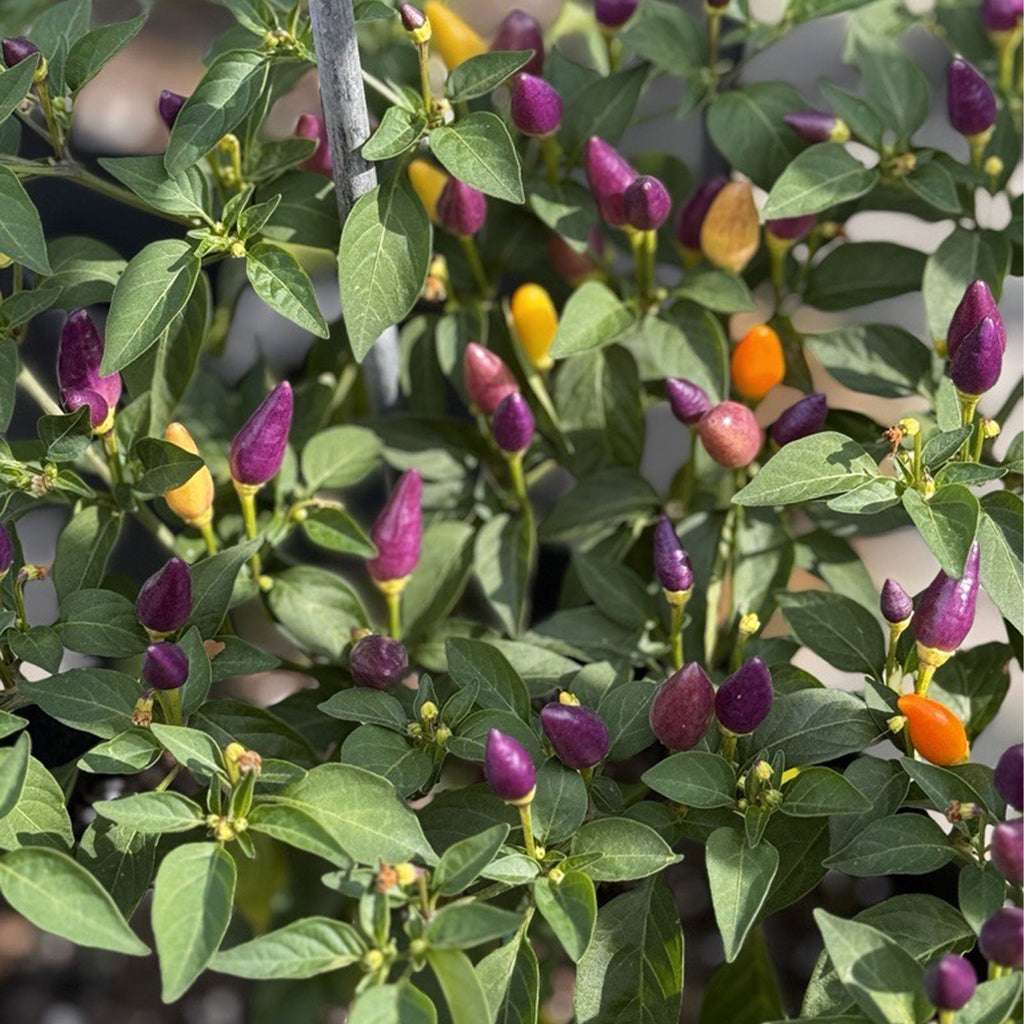 Chinese 5 Color Pepper Seeds, FUN Garden Vegetables