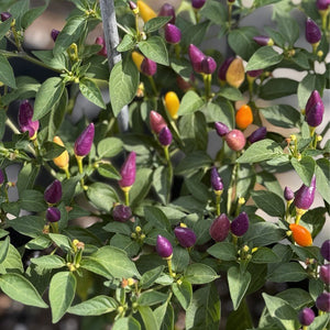Chinese 5 Color Pepper Seeds, FUN Garden Vegetables