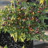 Chinese 5 Color Pepper Seeds, FUN Garden Vegetables