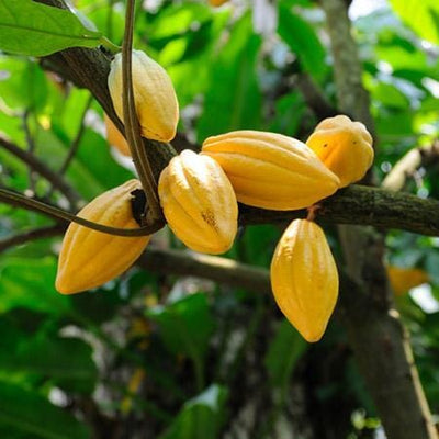 Trinitao Cacao Tree Yellow, Long Ribbed – Fruit-Bearing Chocolate Theobroma Cacao Tree