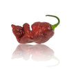 Chocolate Gator Jigsaw Chili Pepper Seeds, HIGH SHU's Garden Vegetables